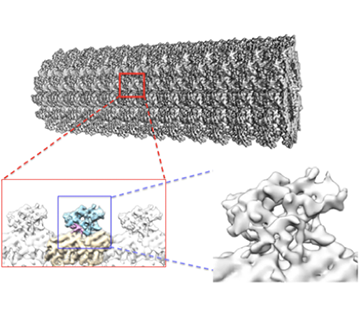 微小管および微小管結合タンパク質の高分解能構造